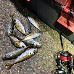 アジング撃沈しました