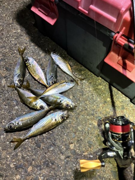 アジング撃沈しました