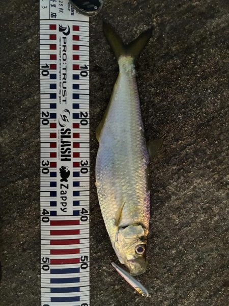 釣れたら何でも嬉しいよね⁉︎