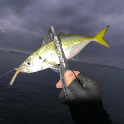 アジとアオリイカって