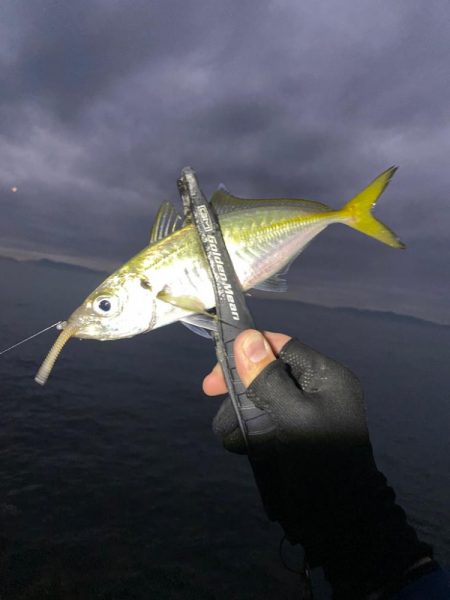 アジとアオリイカって