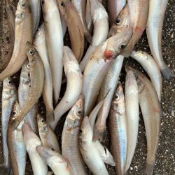 リベンジ落ちギス