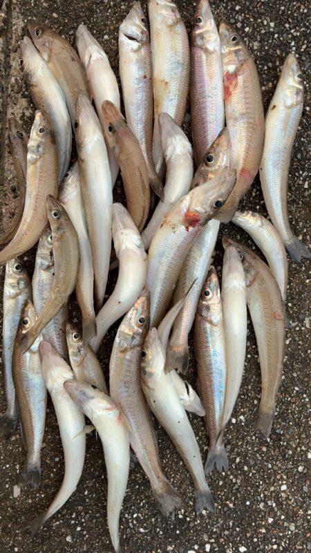 リベンジ落ちギス