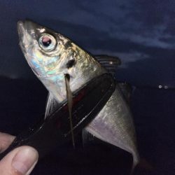 今シーズンは良いサイズ