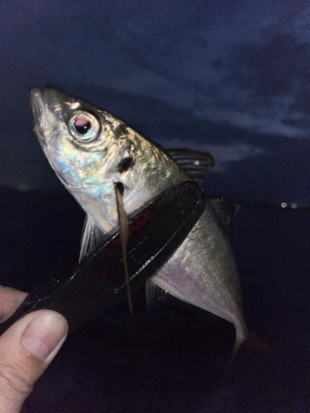 今シーズンは良いサイズ