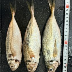 アジ、メバル