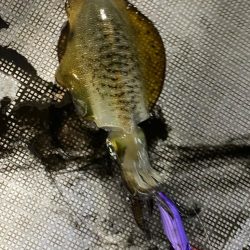 和歌山ティップラン