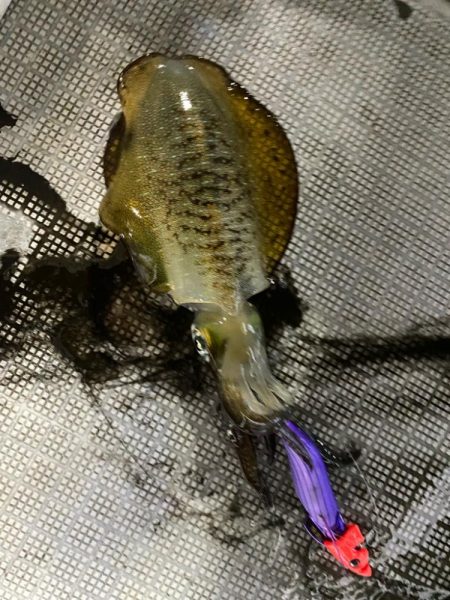 和歌山ティップラン