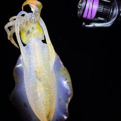 大阪秋エギング