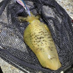 秋🦑　爆風エギング😅