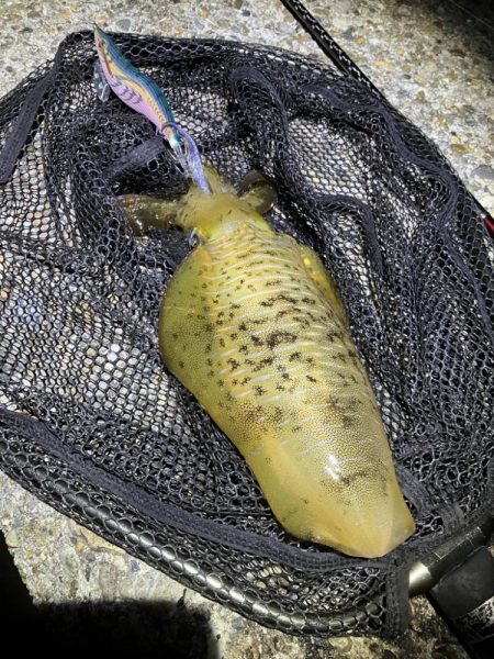 秋🦑　爆風エギング…