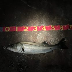 イワシの群れが汽水域まで!