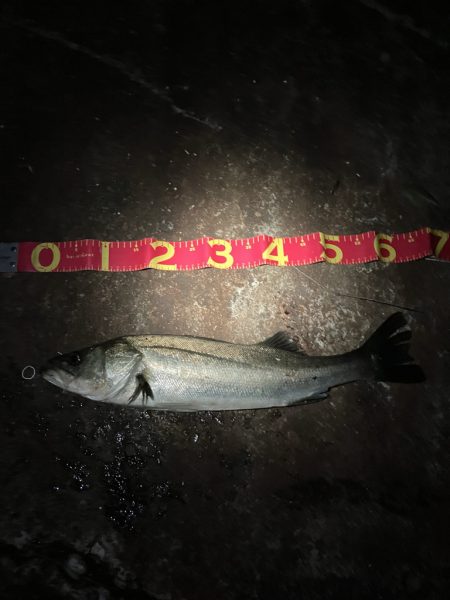 イワシの群れが汽水域まで！