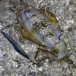 巻きのエギング楽しい！