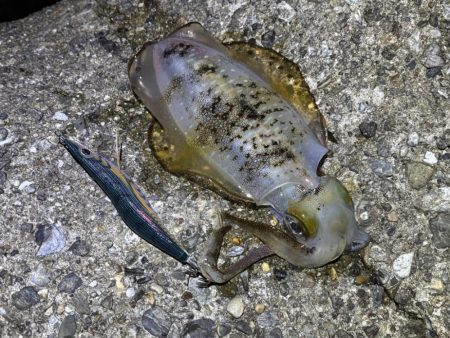 巻きのエギング楽しい！