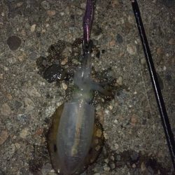 平日短時間釣行