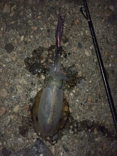 平日短時間釣行