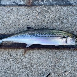 ショアジギング