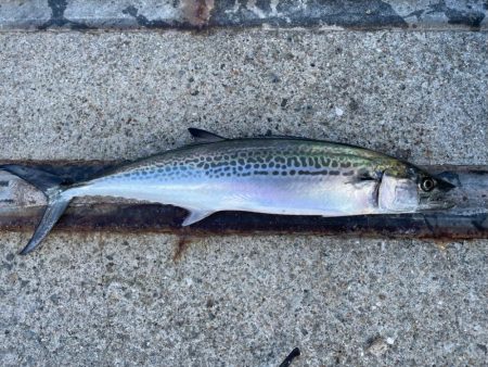 ショアジギング