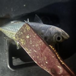 そろそろアジング