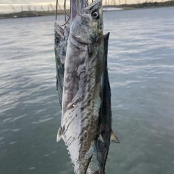 大阪湾奥ショアジギ