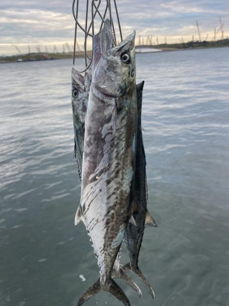 大阪湾奥ショアジギ