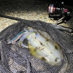 秋🦑 横風のなかエギング😅