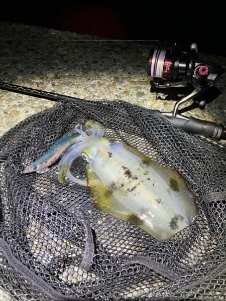 秋🦑　横風のなかエギング&…