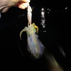 【秋イカ探し】伊根エリア②