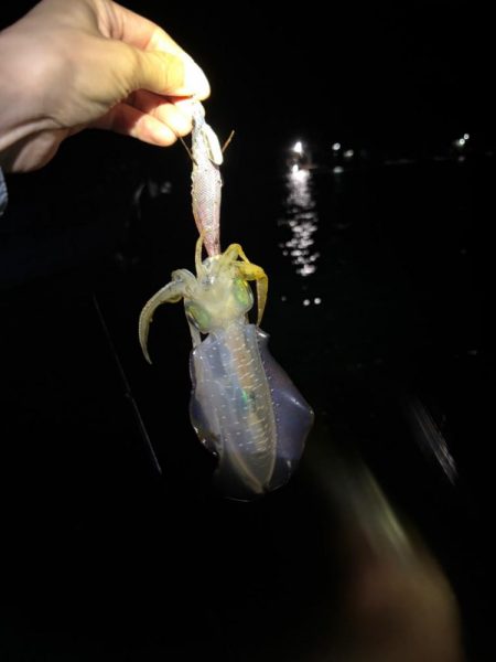 【秋イカ探し】伊根エリア②