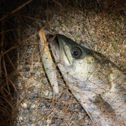 シーバスフィッシング