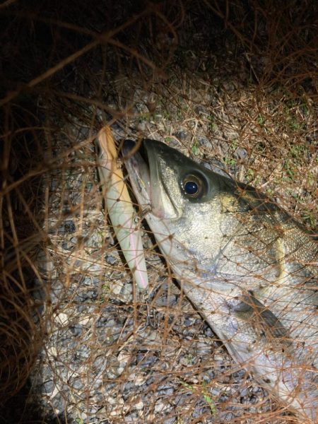 シーバスフィッシング