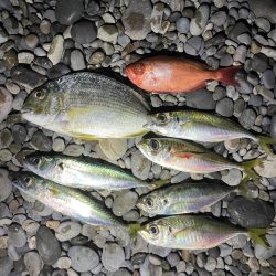 サーフカゴ釣り