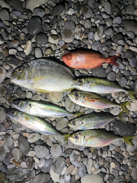 サーフカゴ釣り