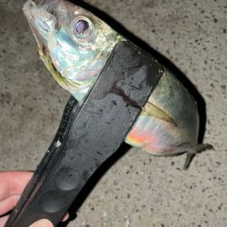 玉石混交アジング