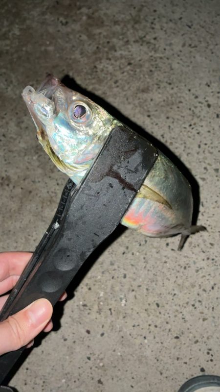 玉石混交アジング