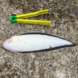 ついでに舌平目getの大漁で大歓喜