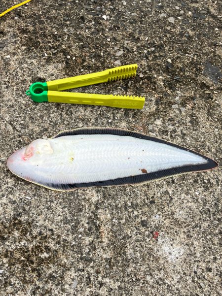 ついでに舌平目getの大漁で大歓喜