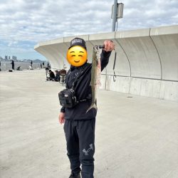 サゴシ釣り2日目