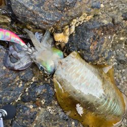 ランガンエギング