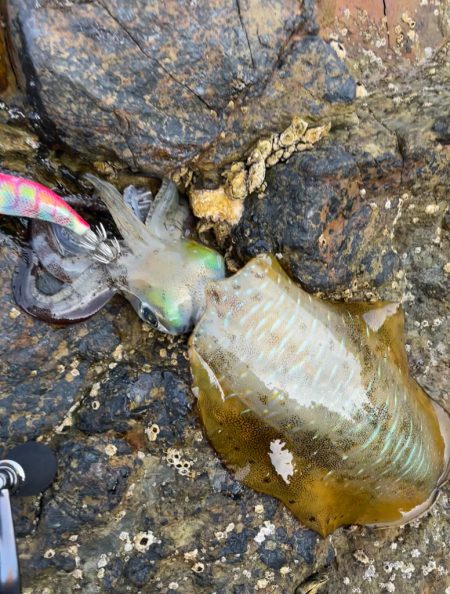 ランガンエギング