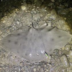 ツバクロエイ？