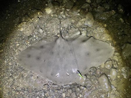 ツバクロエイ？