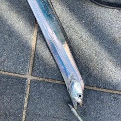 帰省＆タチウオ