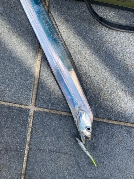 帰省＆タチウオ