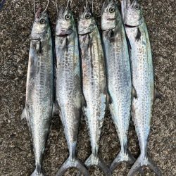 サゴシ祭り再来?