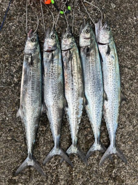 サゴシ祭り再来？