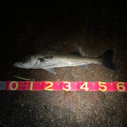 3連勝中！秋シーバス開催中