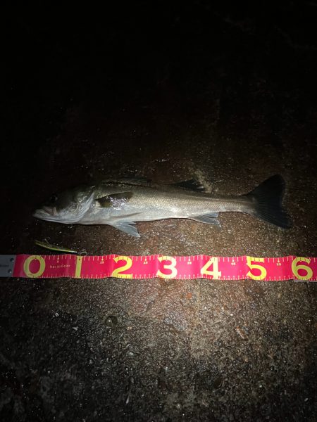 3連勝中！秋シーバス開催中