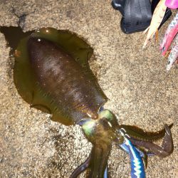 朝マズメエギング